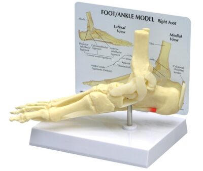 Basic Foot & Ankle Model with Base