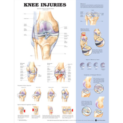 Deluxe Anatomical Charts