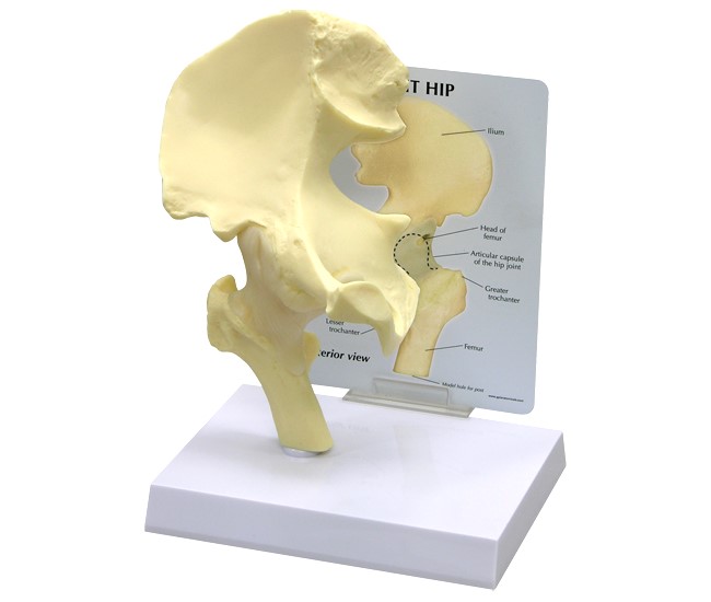 Basic Hip Model with Base