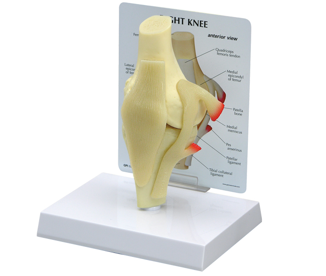 Basic Knee Model with Base