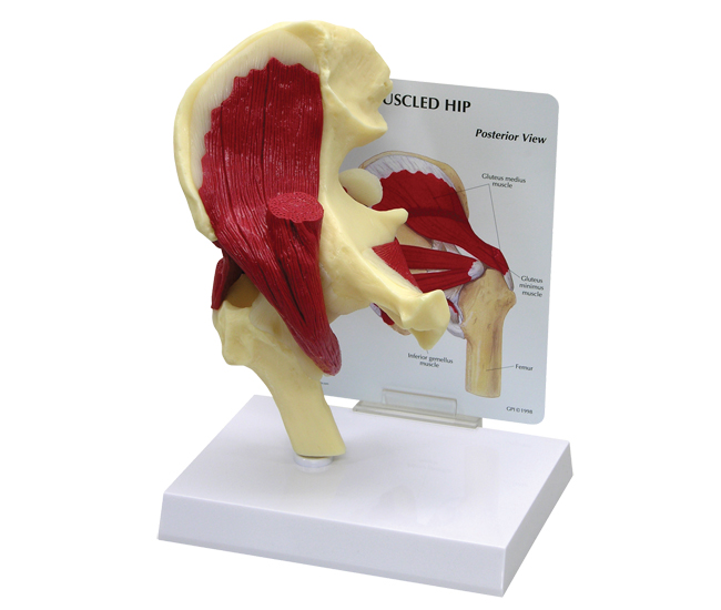 Muscled Hip Model with Base