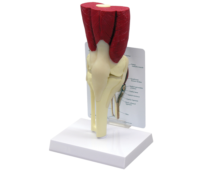 Muscled Knee Model with Base