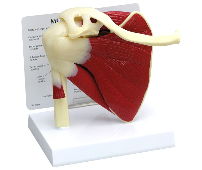 Muscled Shoulder Model with Base