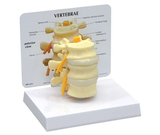 Basic Lumbar Vertebrae Model with Base
