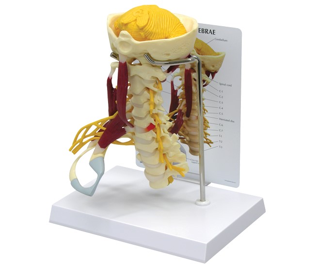 Deluxe Muscled Cervical Model with Base