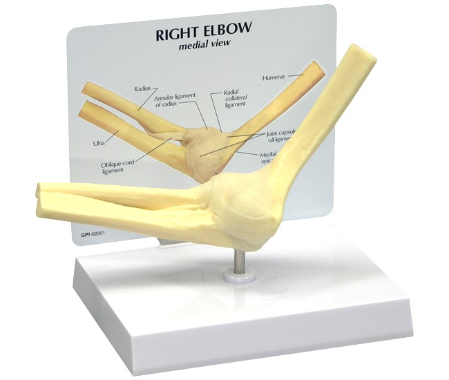 Basic Elbow Model with Base