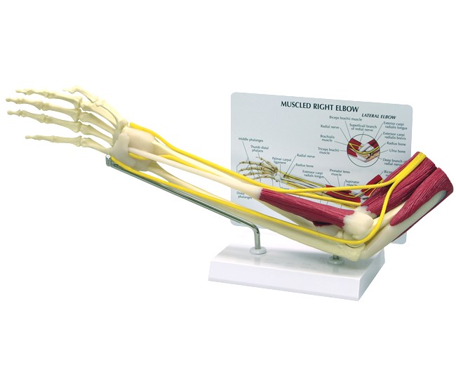 Muscled Elbow Model with Base