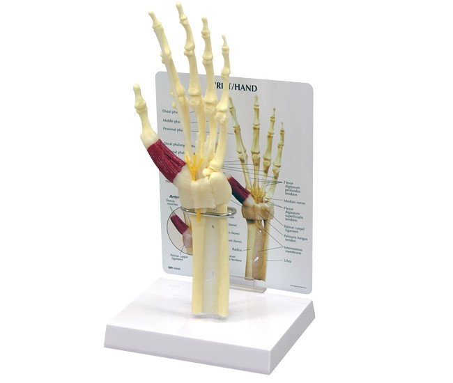 Hand and Wrist Model with Base