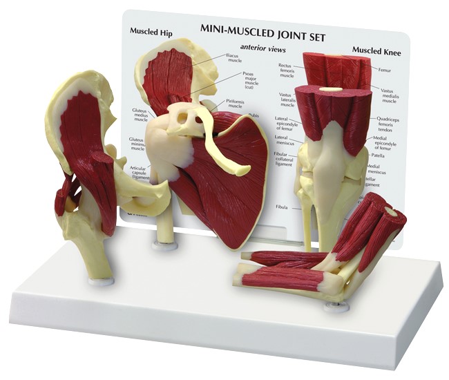 Mini Muscle Joint Set Model with Base