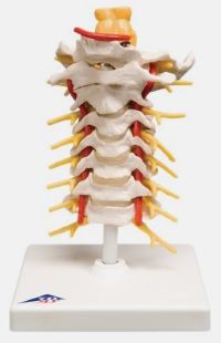 Cervical Spinal Column Model