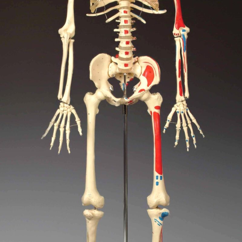 Painted Budget Bucky® Skeleton w/Rolling Base