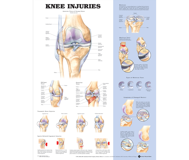 Deluxe Anatomical Charts