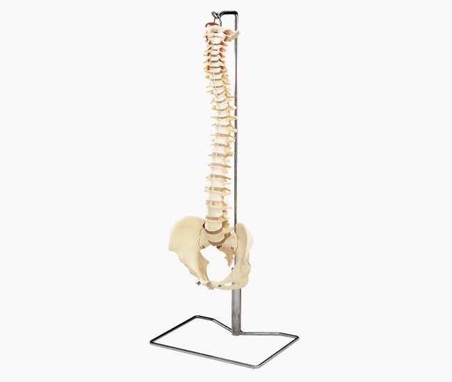 Vertebral Column w/Stand