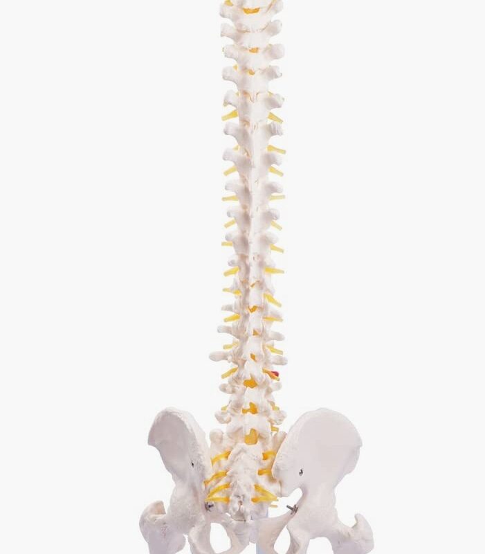 Vertebral Column w/Stand, 34.5" Tall